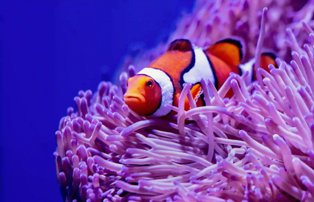 Pez payaso en su entorno natural, un símbolo de los arrecifes de coral que necesitan protección
