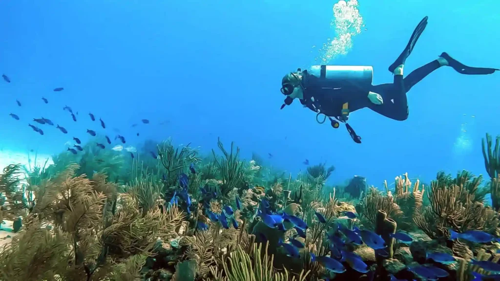 Buceador observando un ecosistema marino sin interactuar, promoviendo prácticas de buceo responsable.